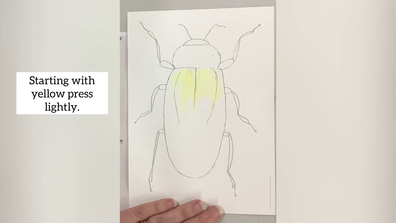 Year 7 insects. Coloured pencil layering