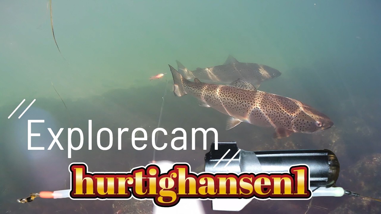 Kigger på Havørreder. Dæmningen 15 November 2025 #explorecam #westin #havørred