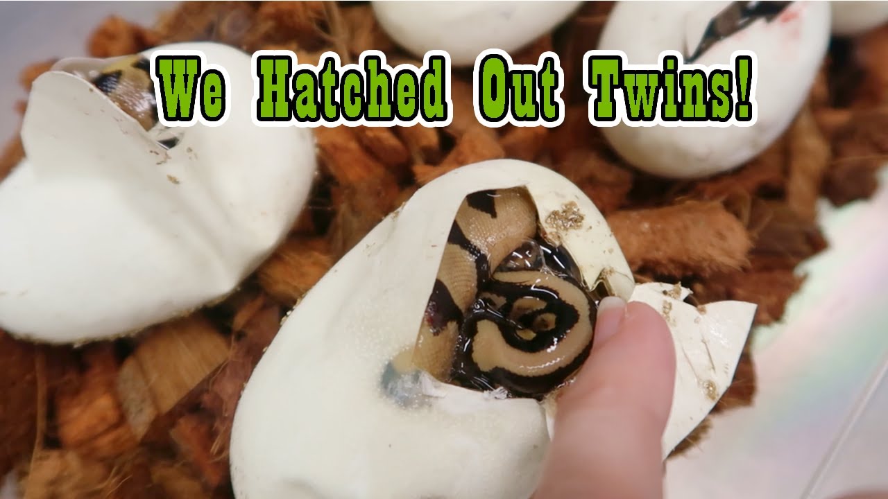The 1st Ball Python Egg Cutting of the Year!