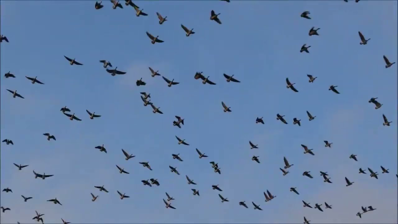 Охота на гусей