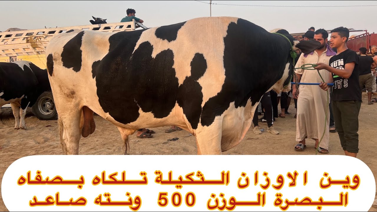 #الفديو_الثاني_لبورصة_الجاموس_ومزاد_الثيران الكصابة العراق 🇮🇶 صفاه البصرة الموحدة قرب جسر الزبير