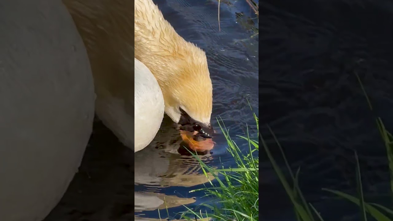 The swan scratches behind its ear. Лебедь чешет за ухом.Der Schwan kratzt sich hinter dem Ohr.