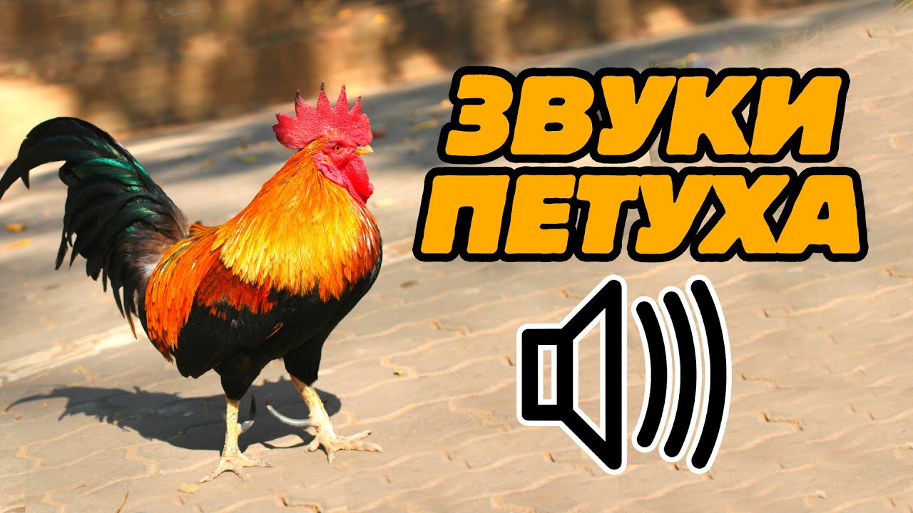 Звук петуха: как кукарекает петух