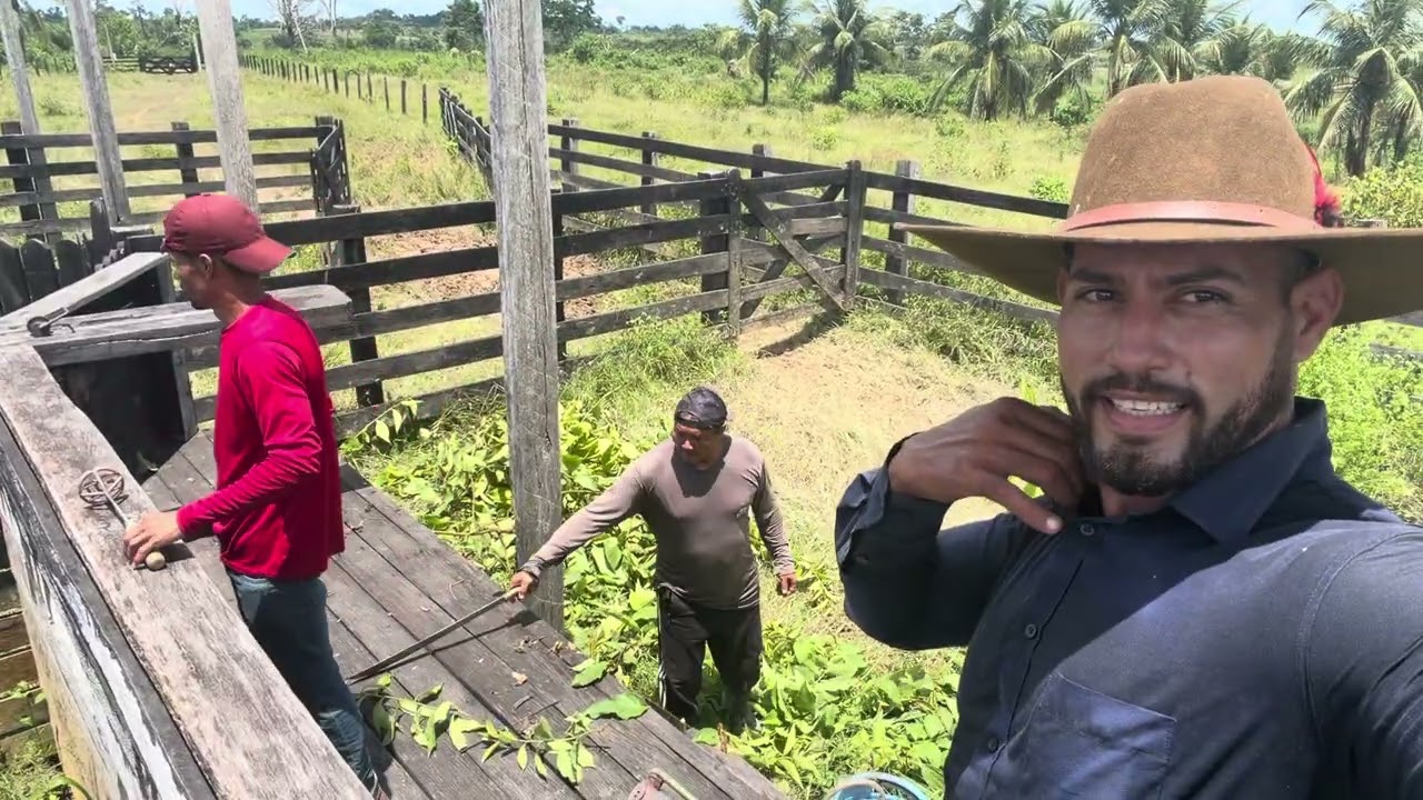 Gado no curral Carimbadas e soltas gado tá em casa 