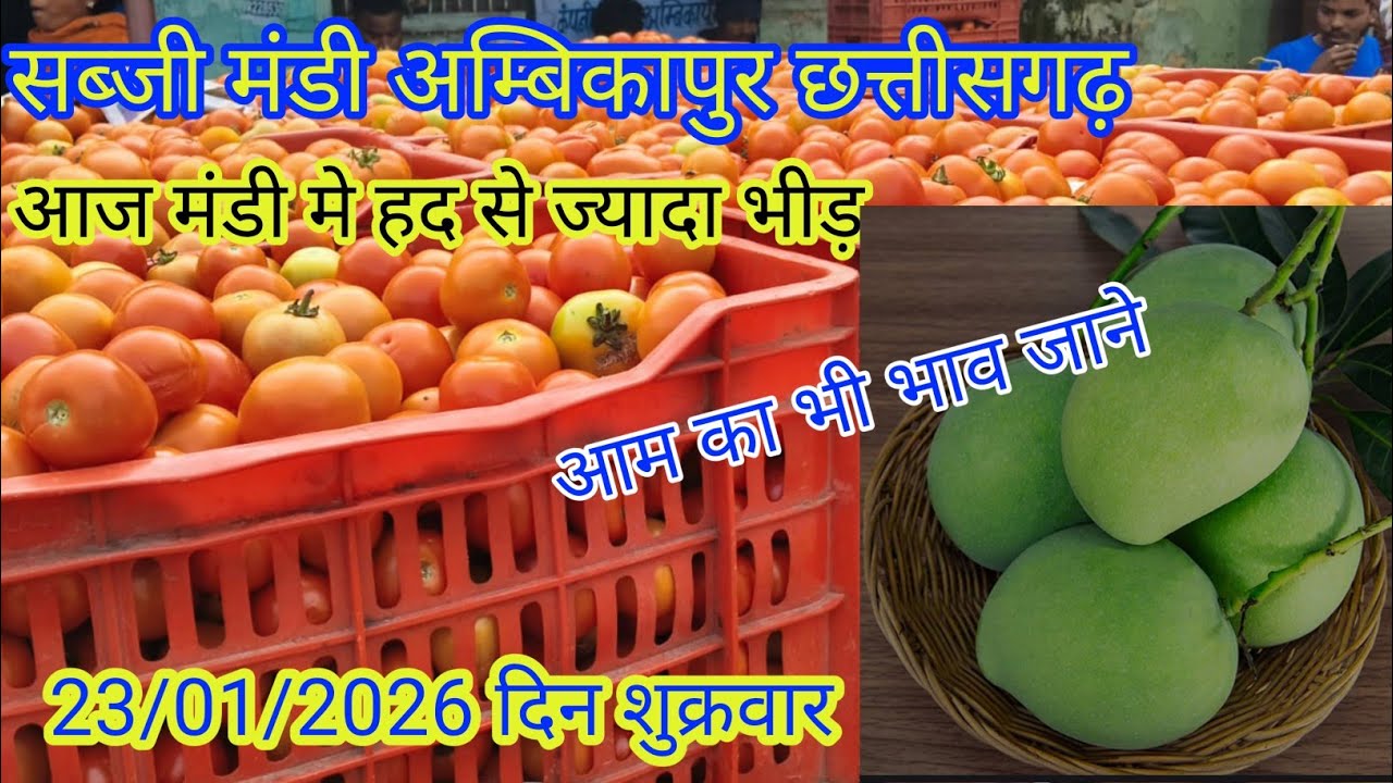 #सब्जी मंडी अंबिकापुर छत्तीसगढ़ का ताजा भाव जाने लाइव #बोली ? #vegetable #viralvideo #cg #ambikapur