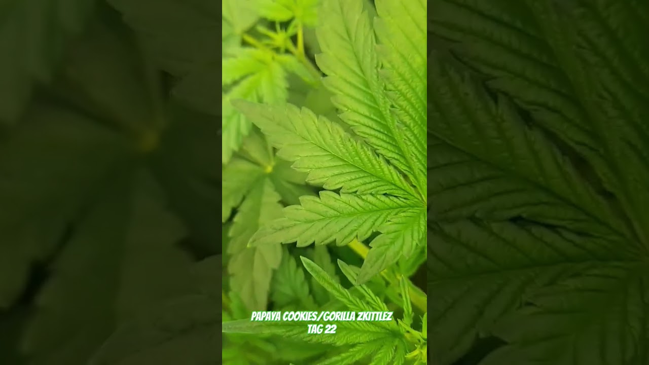 First Grow! 🚀💚 (Part: 7 Day: 26) #gardening #420 #indoor #cannabiseducation #cannabiscommunity420