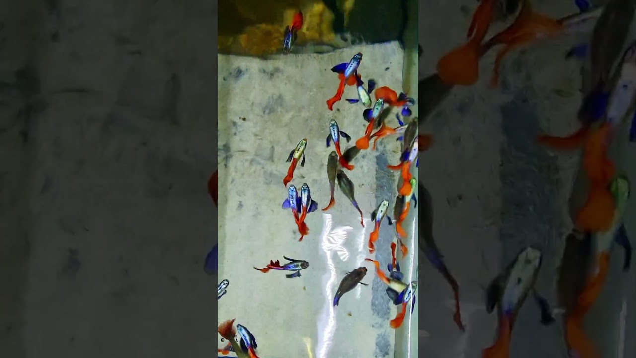 Guppy Dumbo Red Tail selezionati ✨ LAMANGROVIA.COM 🇪🇺 🇮🇹 #guppy #aquarium #acquariotropicale #pesci