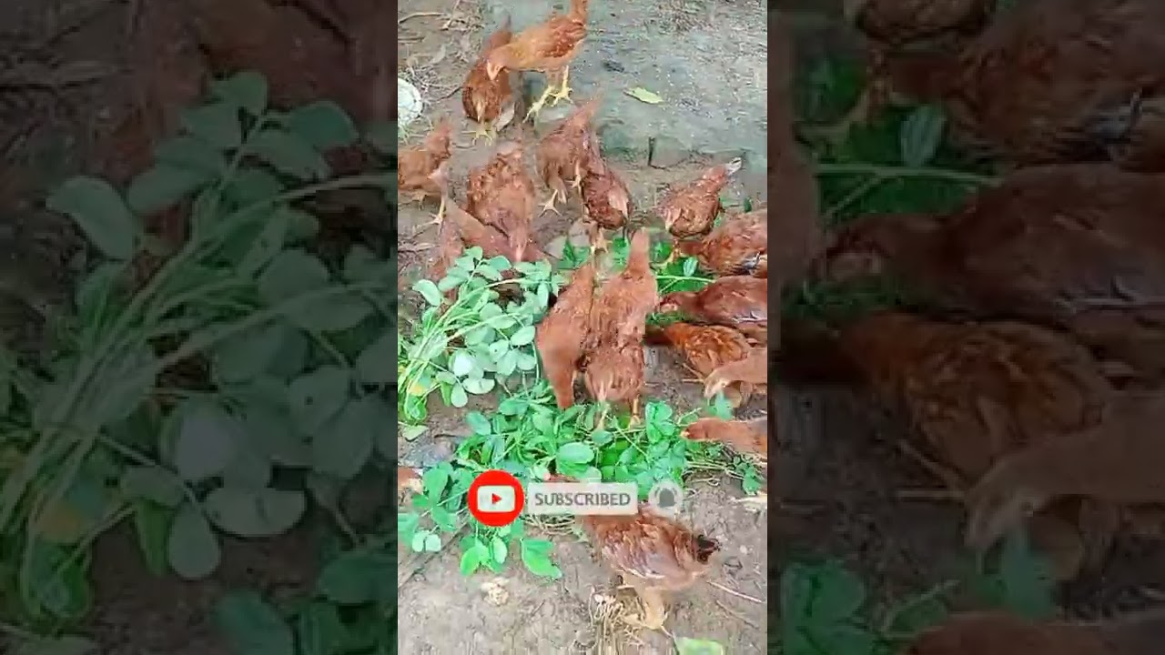 RIR CHIKES IN 97 DAY RIR POULTRY FARM OF ODISHA #RIR ODIAPOULTRYFARM 🔥🔥