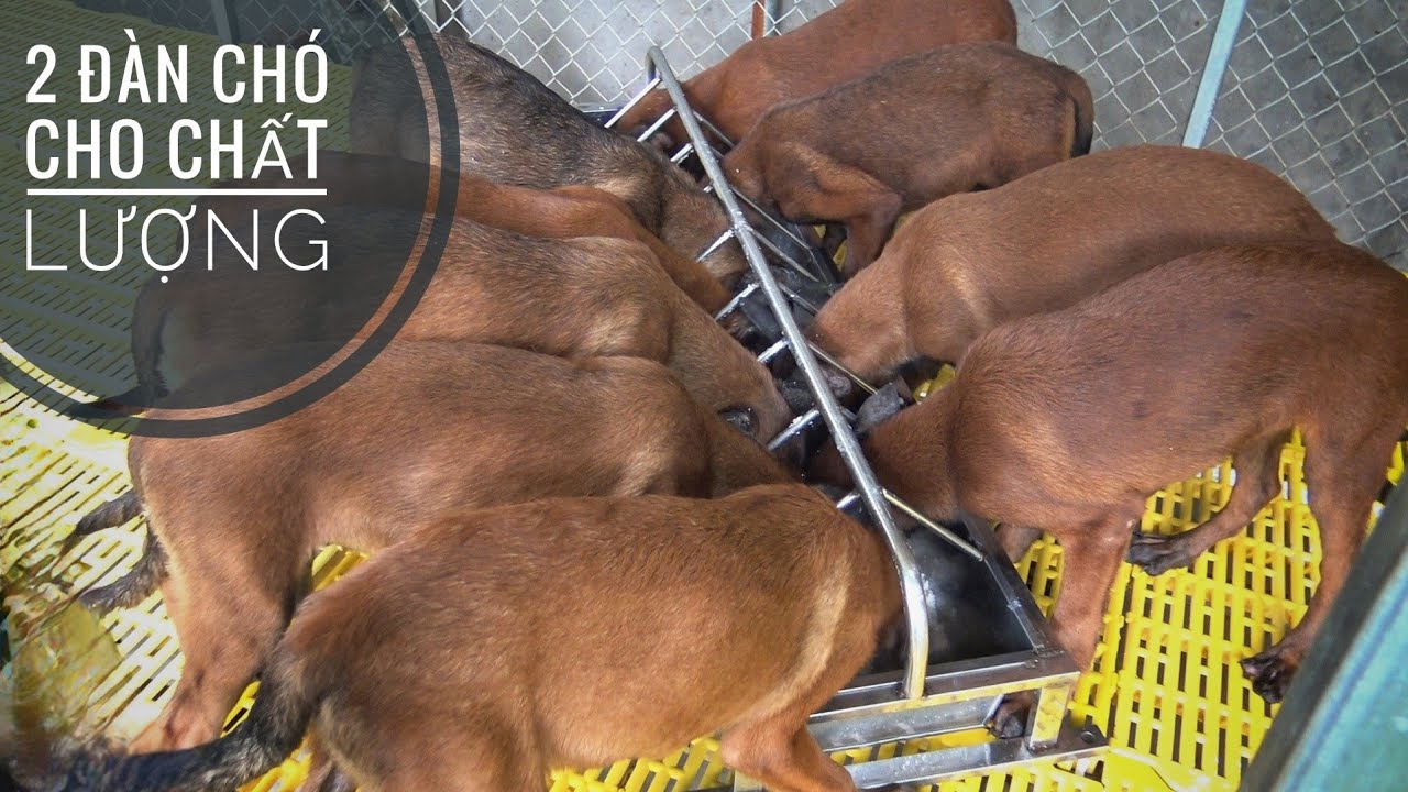 Malinois Đỏ Cháy gầm Đen & Mehico Duron  để anh em chơi dịp Hè 2023/ NhamTuatTV - Dog in Vietnam