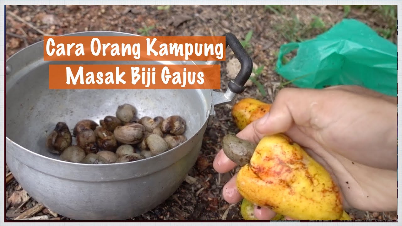 Primitive Technology Cooking | Cara Masak Biji Gajus / Buah Jangguih / Buah Ttere / Jambu Golok
