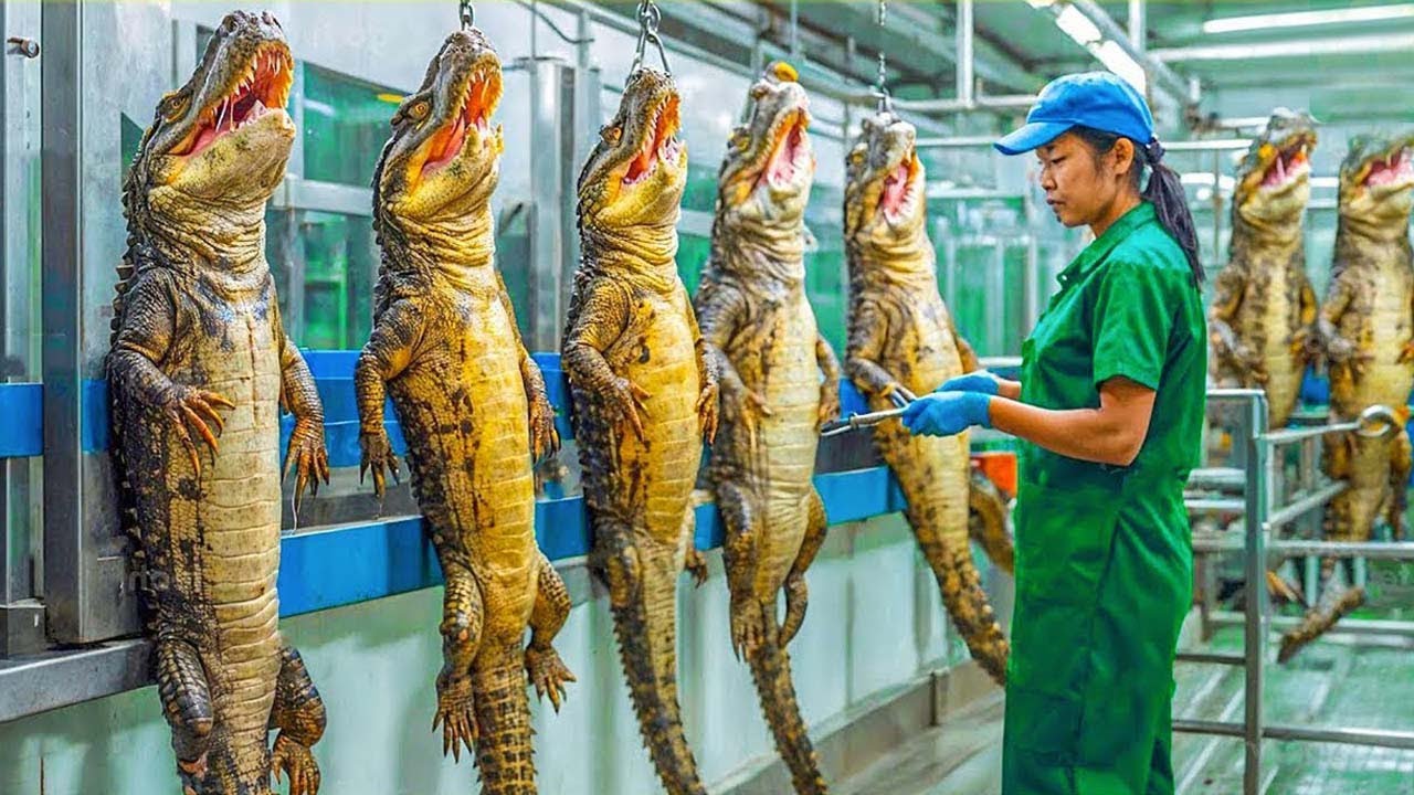 Os Agricultores Criam Milhões De Crocodilos E Processam A Sua Carne Desta Forma - Agricultura
