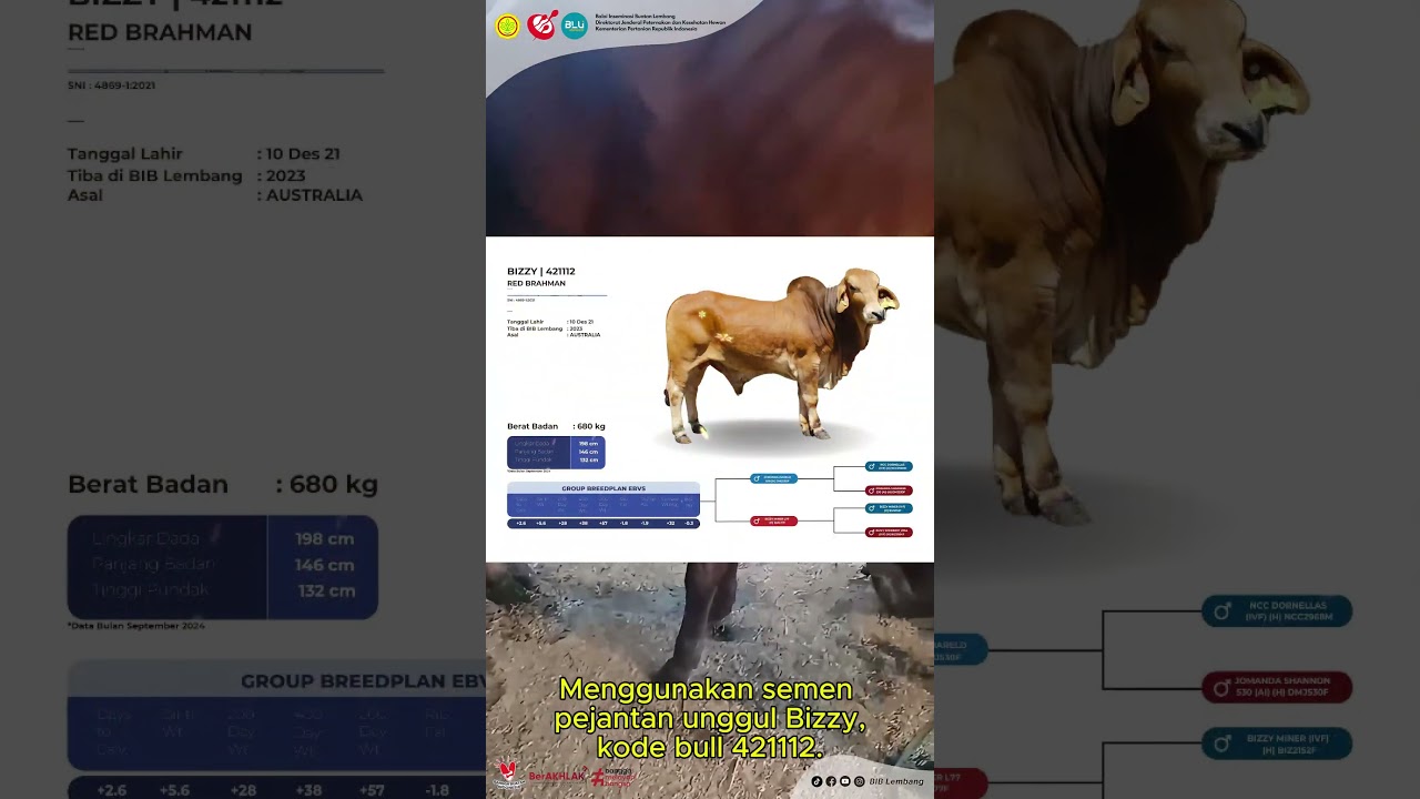 Pedet Jantan Hasil IB Pejantan Bizzy Produksi BIB Lembang Lahir di Pesawaran