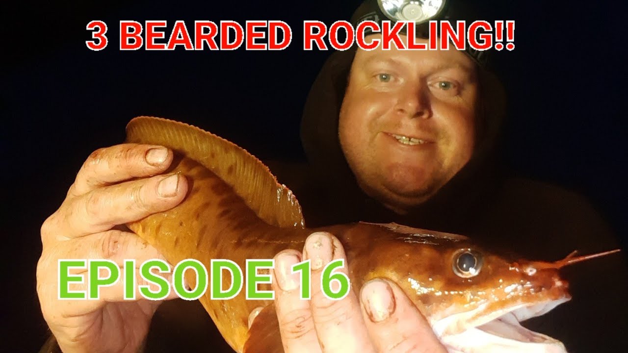THE 2023 SPECIES HUNT | EPSIODE 16 | 3 BEARDED ROCKLING