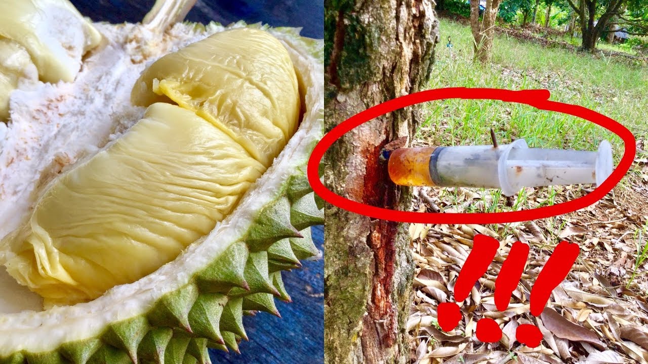 Вы бы это съели? Инъекционный дуриан!