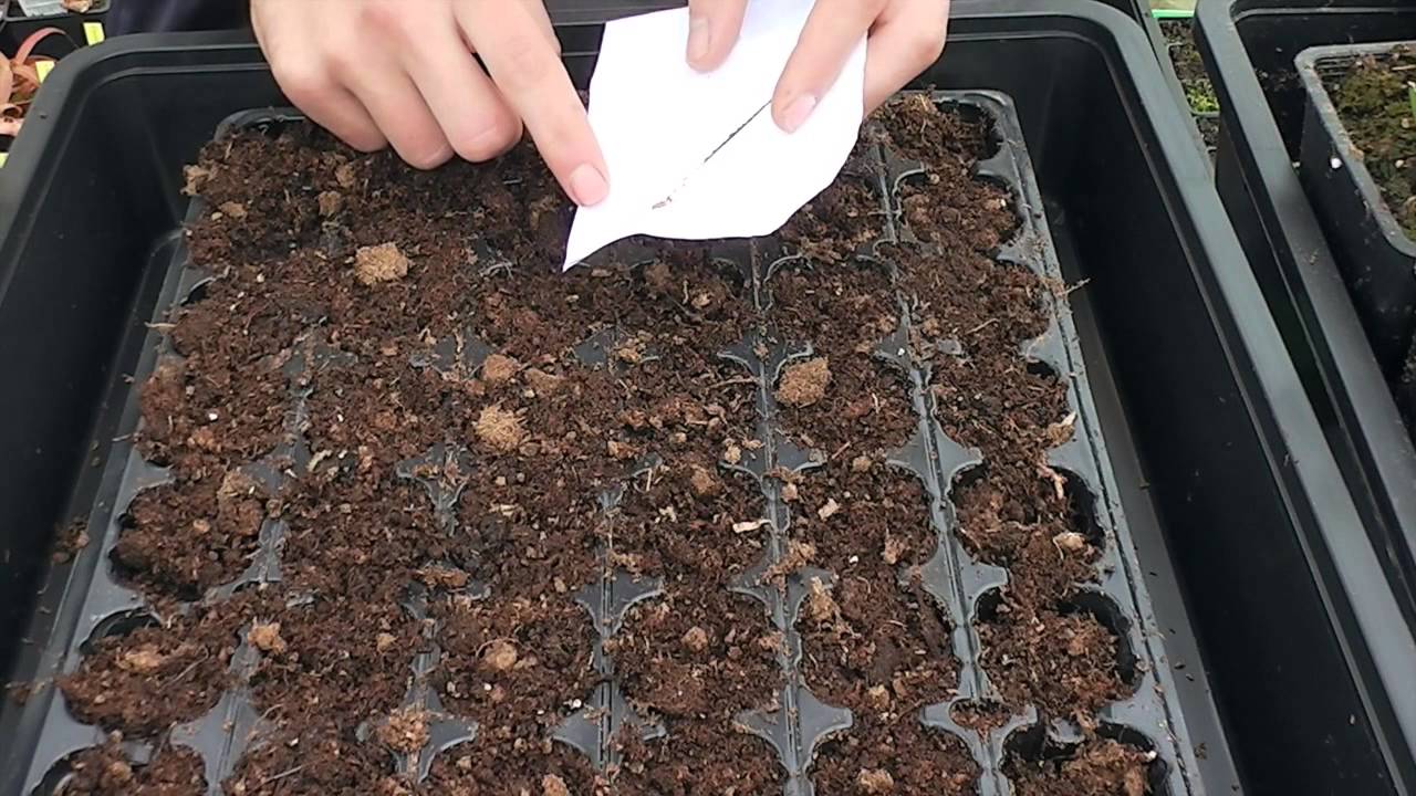 Plantel de Drosera capensis desde Semilla