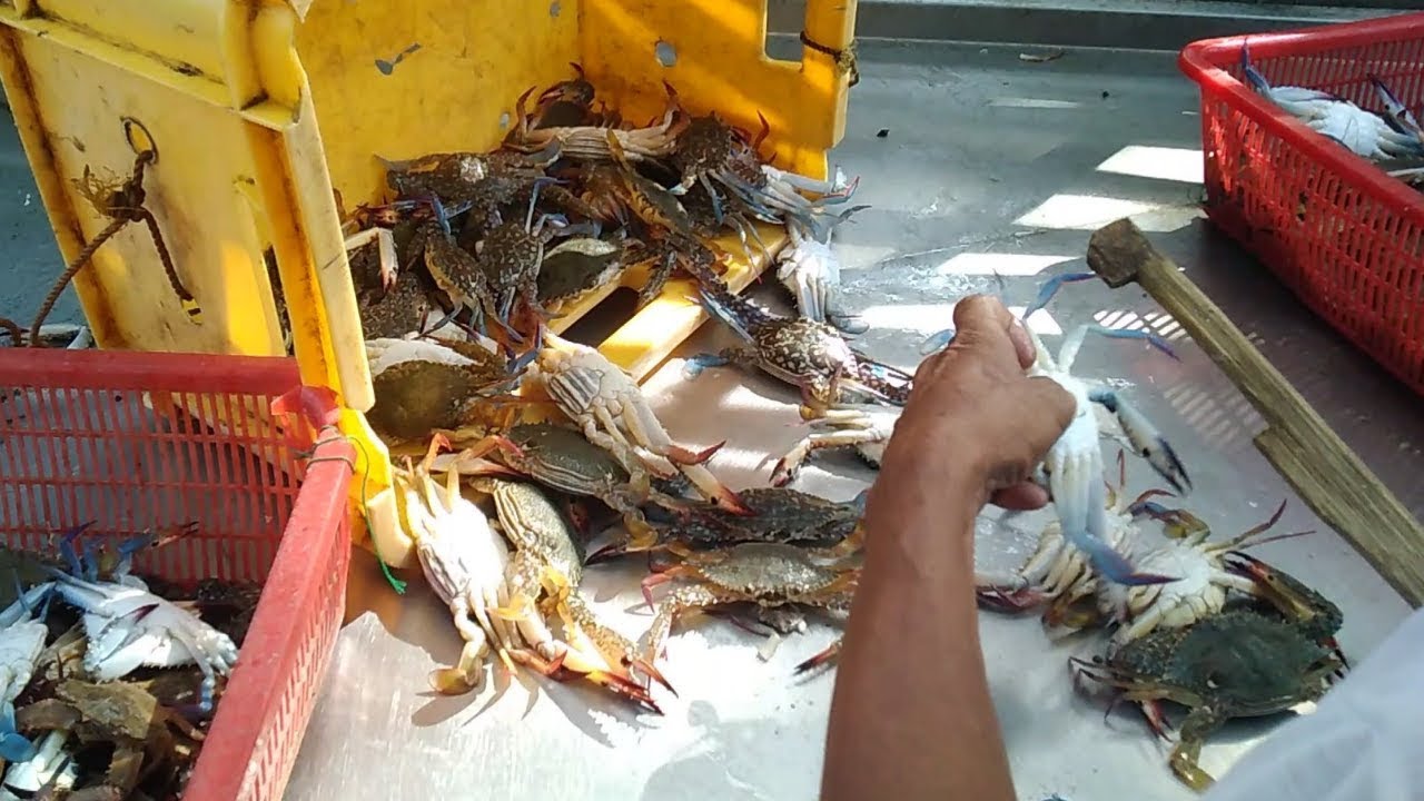 sinubukan namin manghuli ng Alimasag/Blue Crab..Catch and Cook..Negros Philippines..