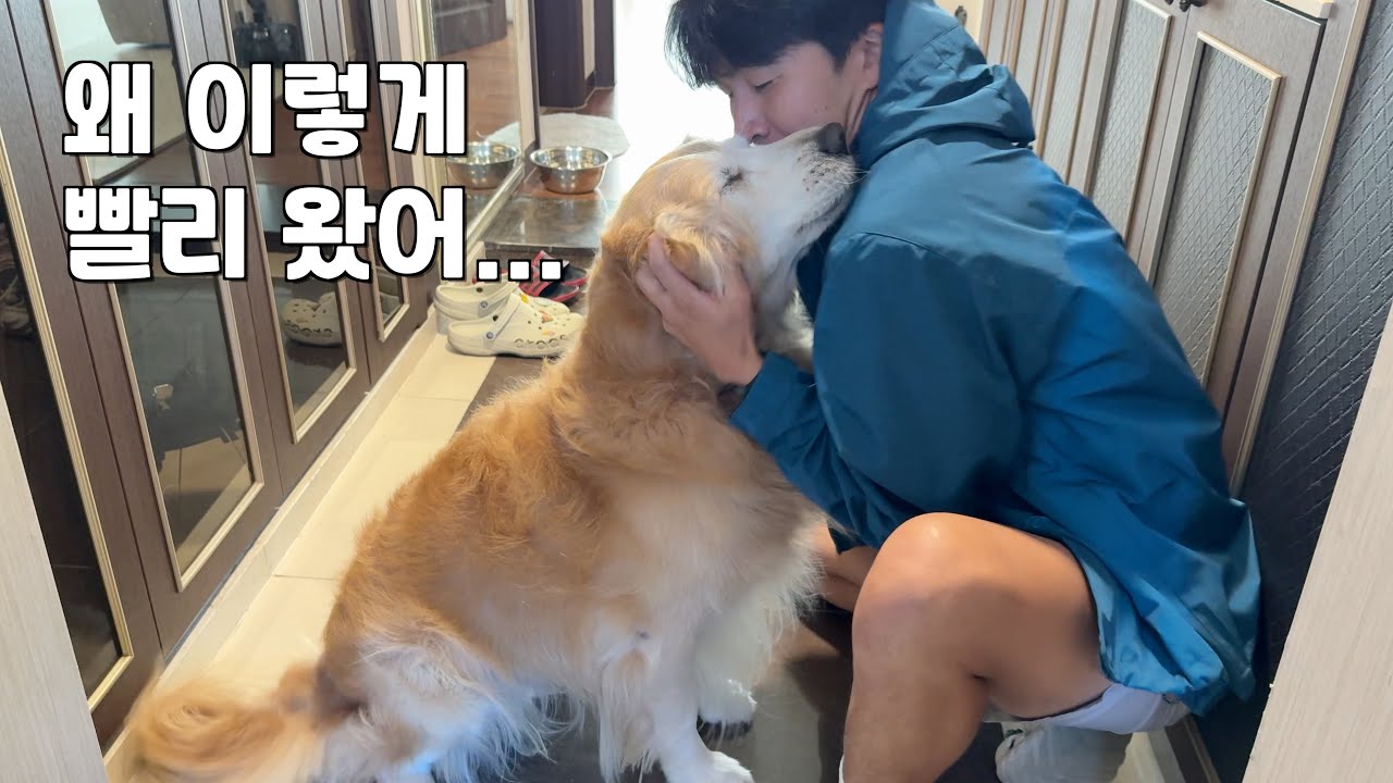 남의 집 개가 되는게 꿈인 리트리버를 다른 집에 맡기면 안되는 이유 ㅋㅋㅋ