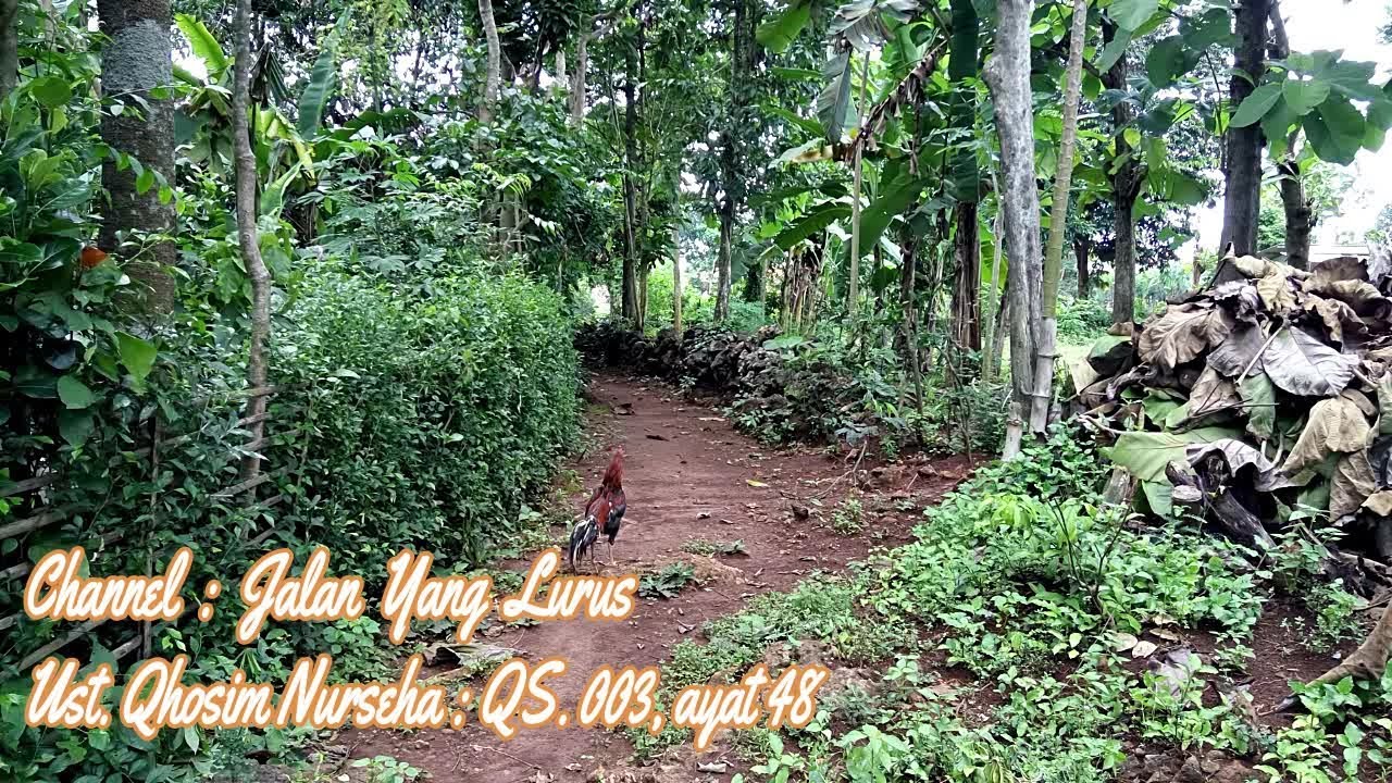 Jalan Yang Lurus : Ust. Qhosim Nurseha : QS. 003, ayat 48