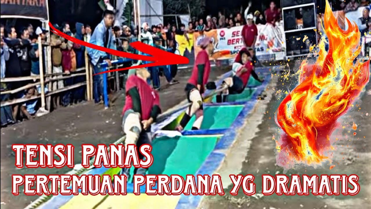 Chikend balap (purut) vs SALEP TARJE (paprengan) #joboancup #eenksdmchanell