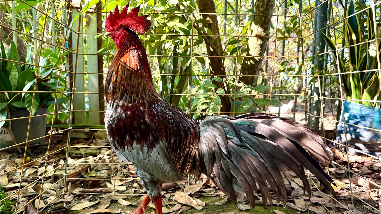 #top3 Siêu Giỏi - tay đôi 