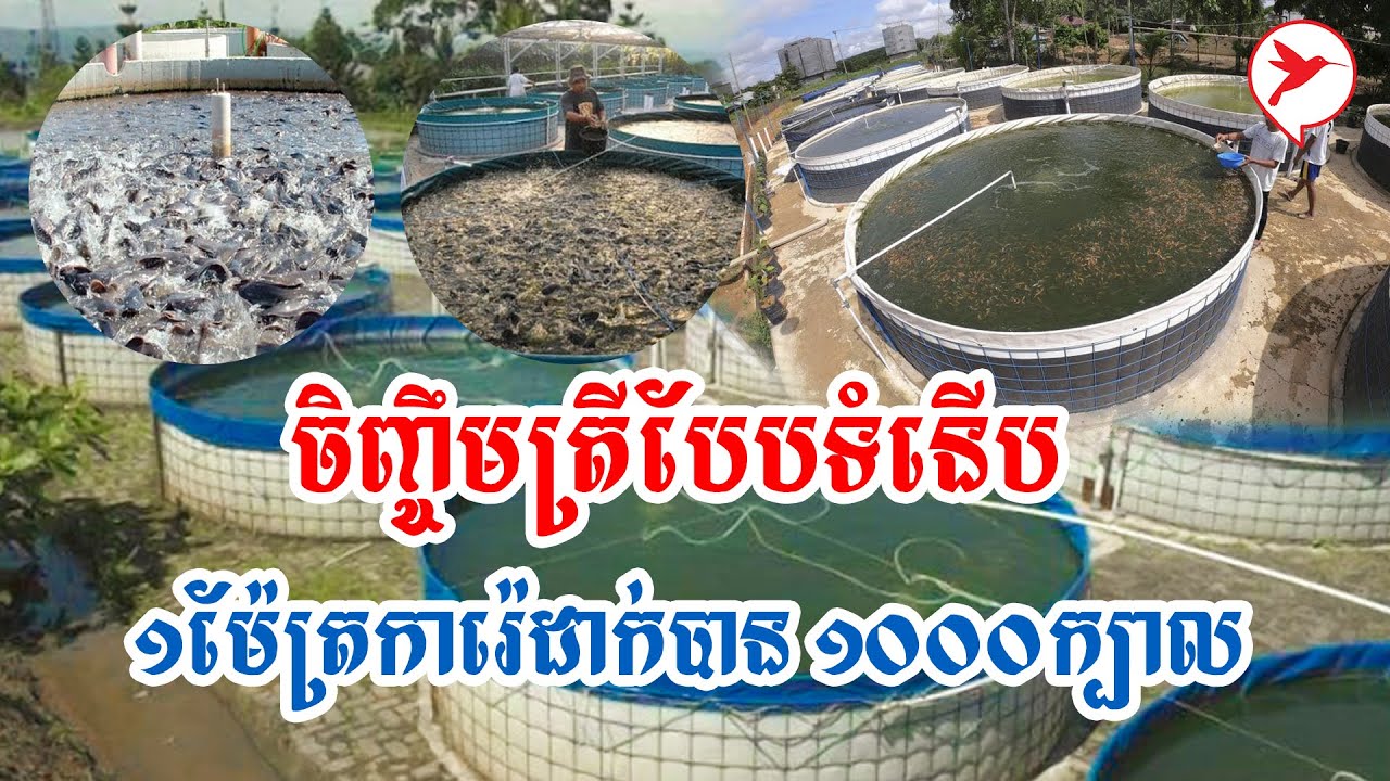 ចិញ្ចឹមត្រីបែបទំនើបតាម System Biofloc ១ម៉ែត្រការ៉េដាក់បាន ១០០០ ក្បាល