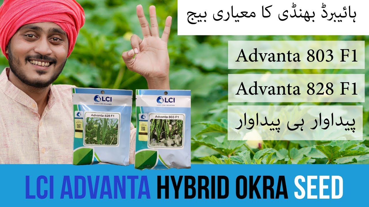 Bhindi ka hybrid Beej | Advanta 803 and advanta 828 hybrid f1 LCI | fertilizer plan | Kisan Ghar
