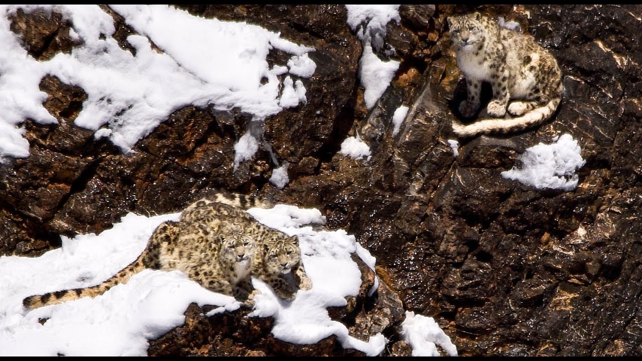 Winters in Spiti | Three Snow Leopard Cubs Hunt! The Chase After A Snowstorm - Teaser