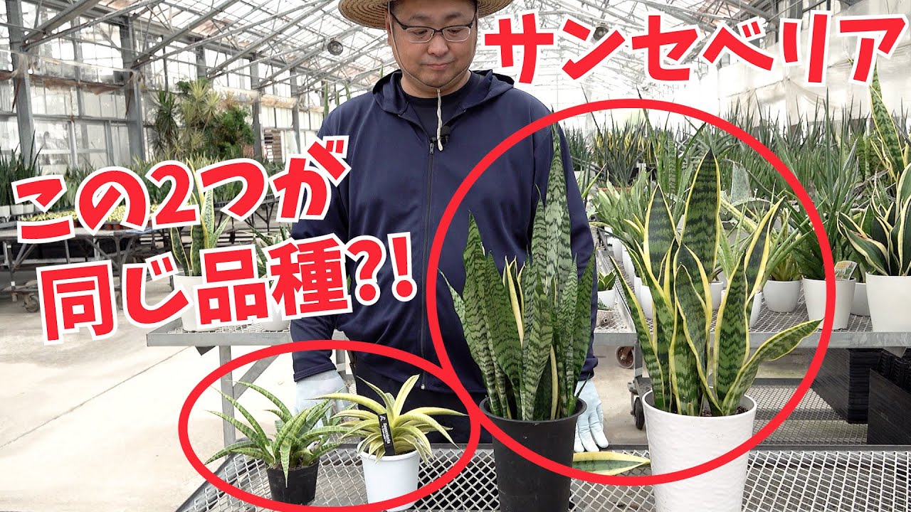 【サンセベリア】違う色の葉が出てくる!?  先祖返りについて【赤塚植物園農場だより】