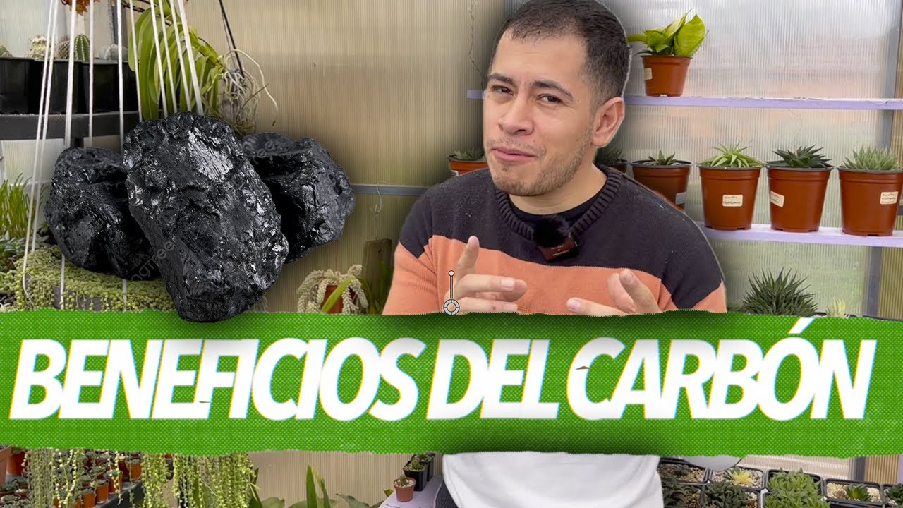 Resolviendo MITOS!🤯 - Beneficios del CARBÓN EXTRAORDINARIOS en tus PLANTAS!