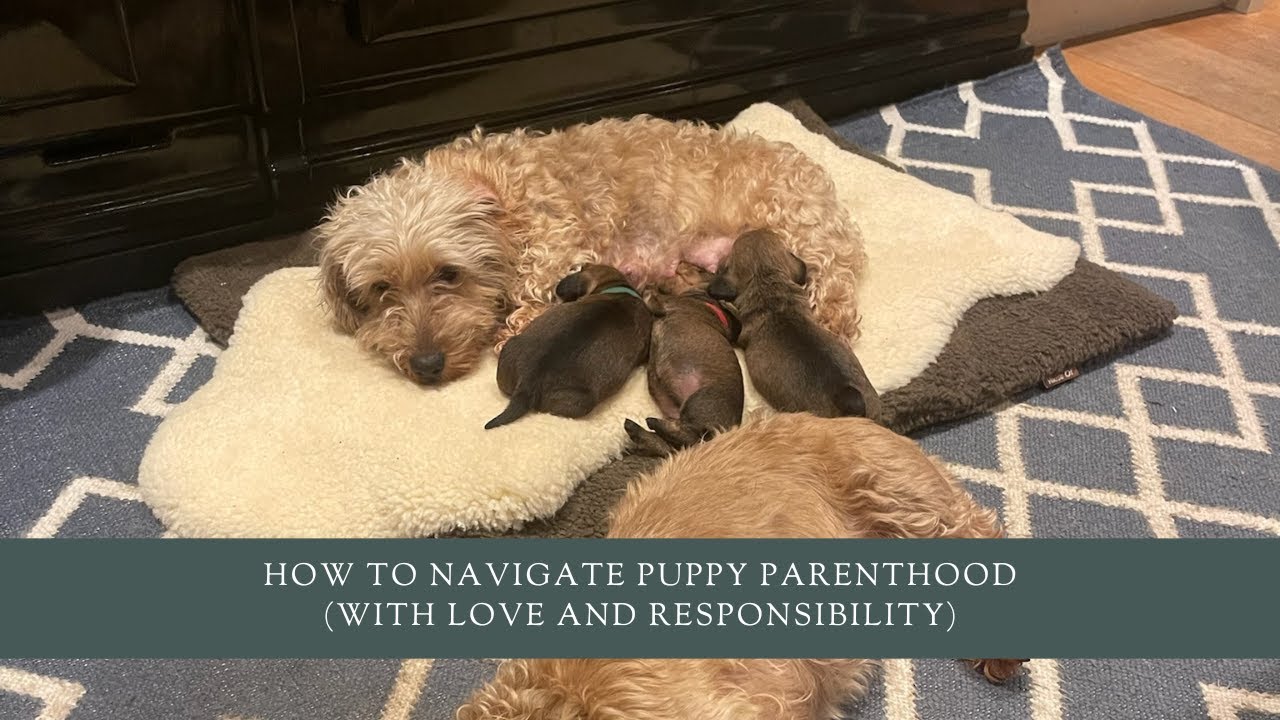 How To Navigate Puppy Parenthood (With Love and Responsibility)