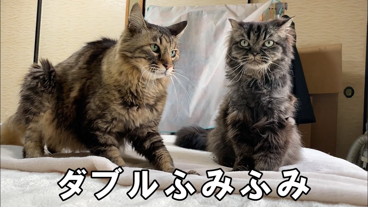 野良猫から保護猫そして家猫へ、老猫コンビ「今日もお仕事がんばります！」【保護猫・老猫】