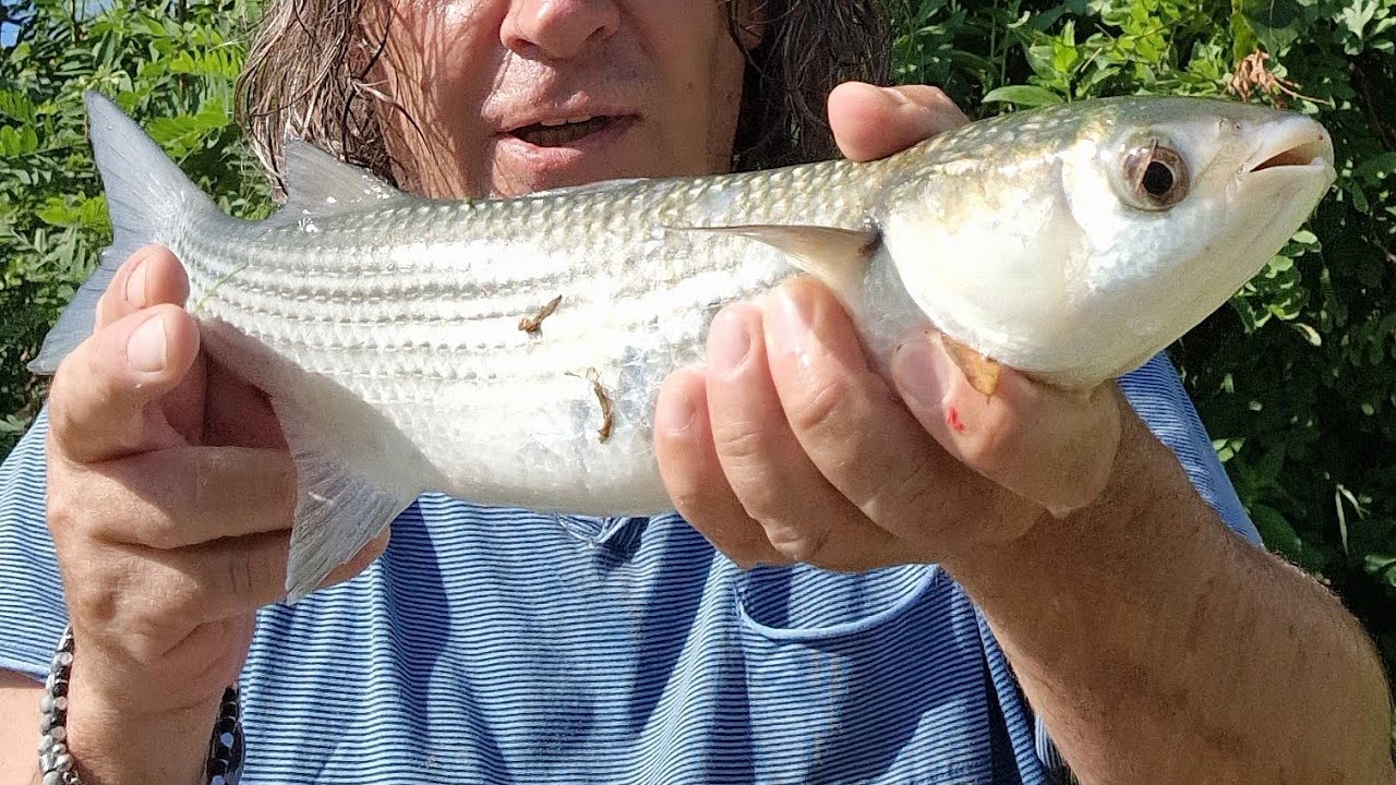 Spinning al cefalo in fiume