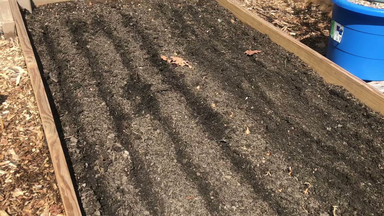 Planting Mustard and Turnip Greens
