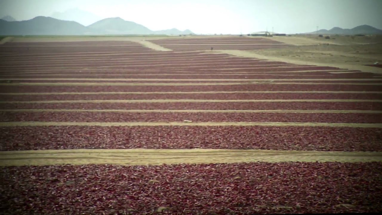 Agrícola Cerro Prieto (Video Institucional, 2009)
