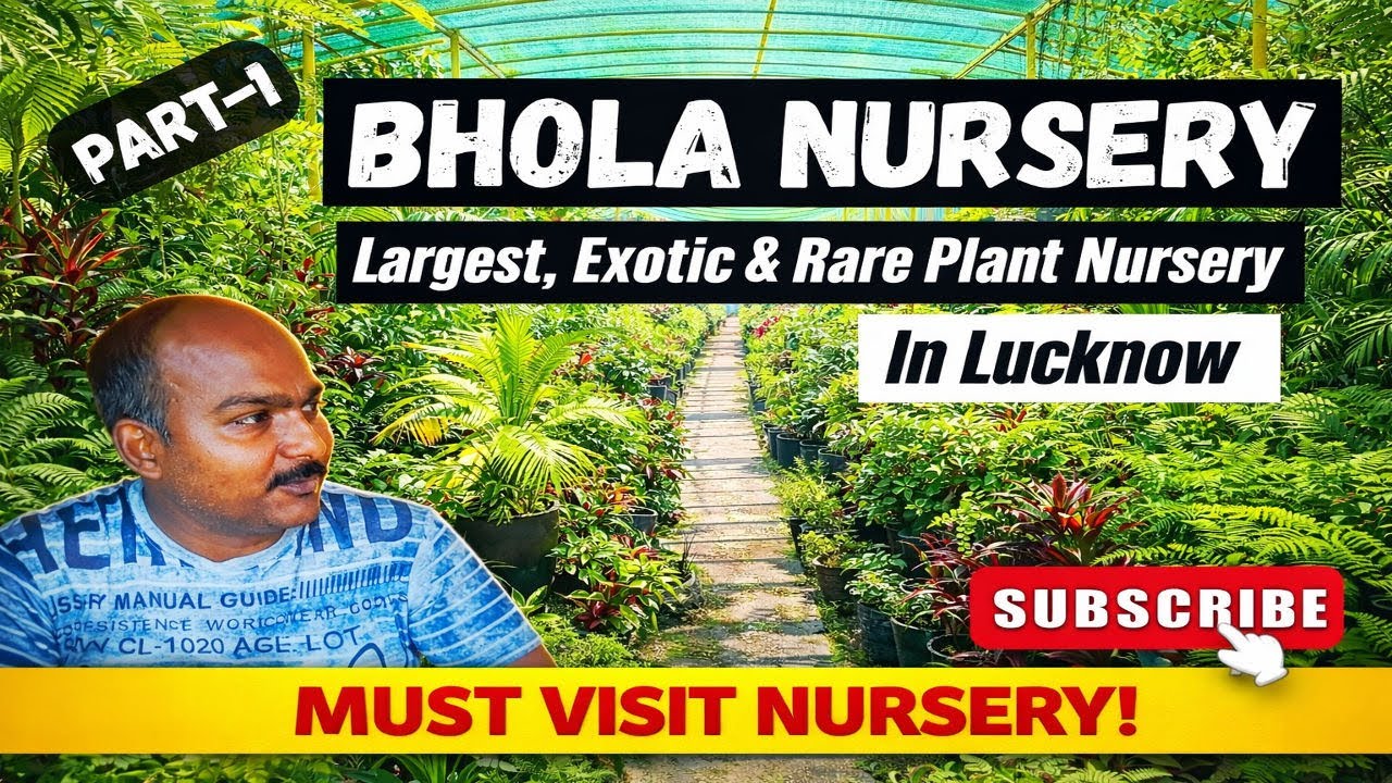 Bhola Nursery Lucknow: Largest Rare Exotic Plants Nursery | Tour & Gardening Tips