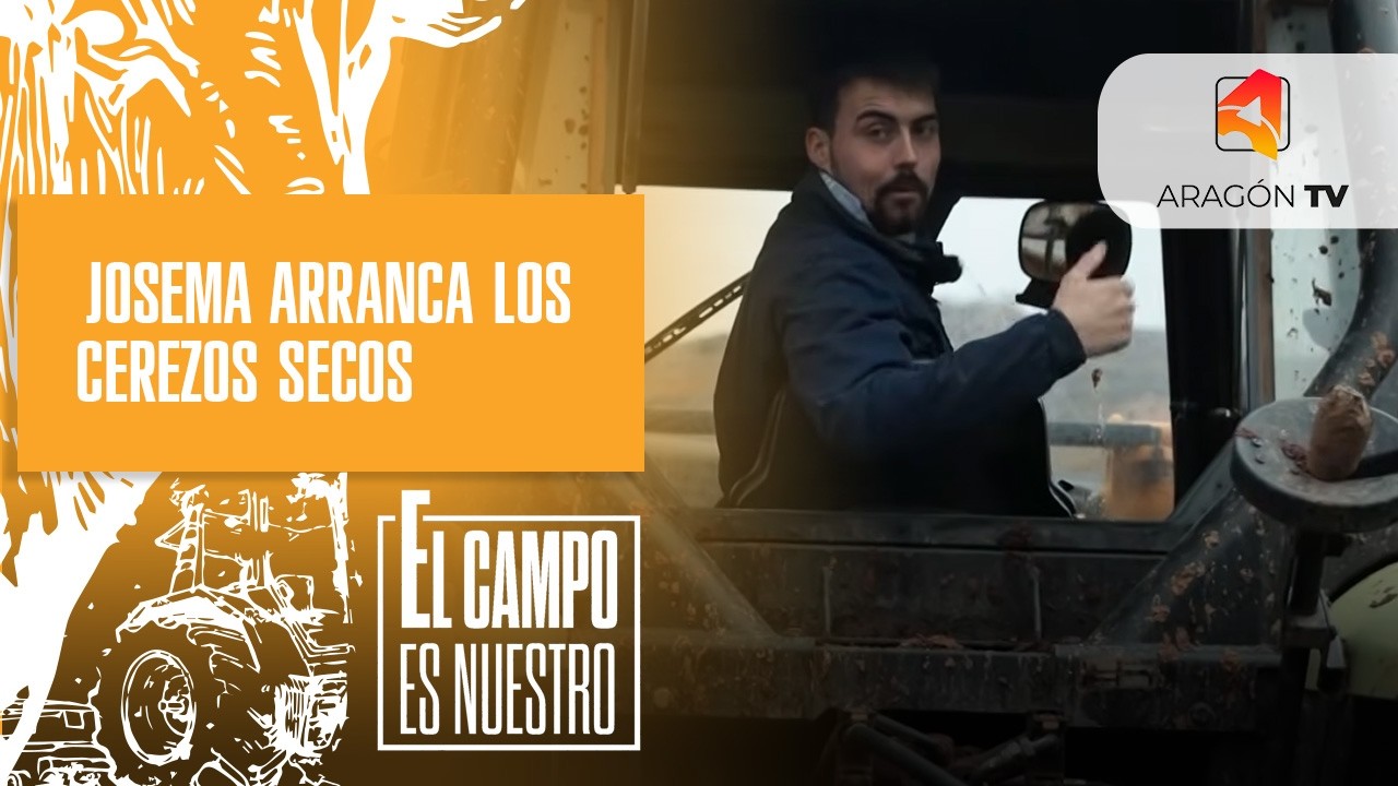 Josema arranca los cerezos secos de una parcela
