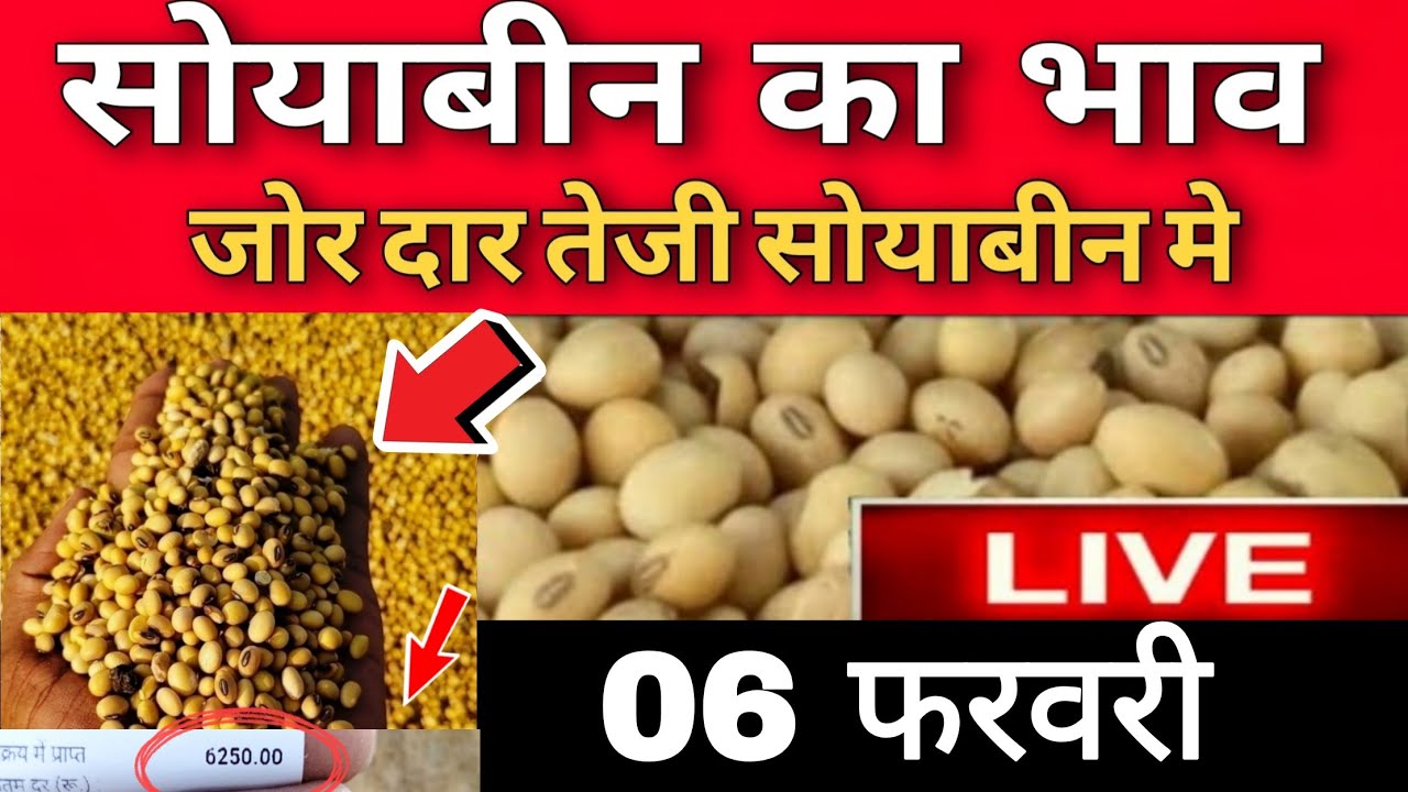 soyabin bhav Ujjain mandi l 06 February 2026 l ujjain mandi bhav Today l live bhav
