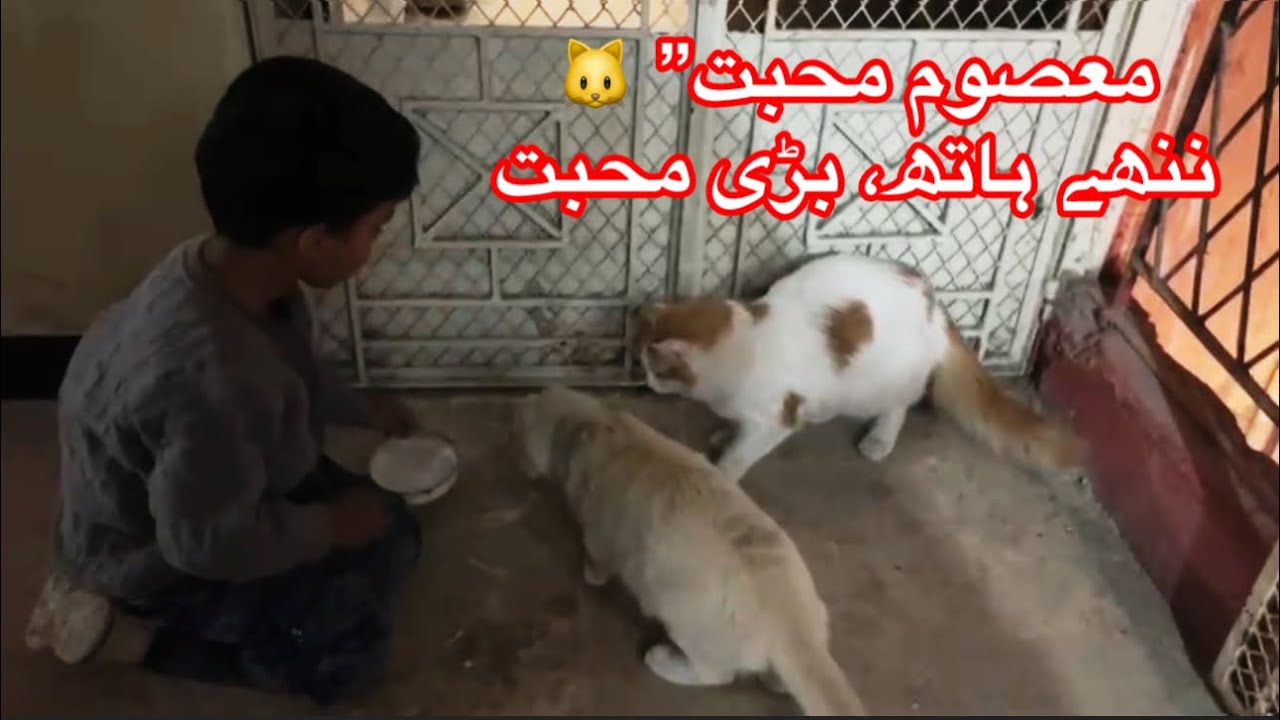 Kids Gently Caring for Cute Cats 🐱🥛 | Family Friendly & Heartwarming Video | feeh fari 