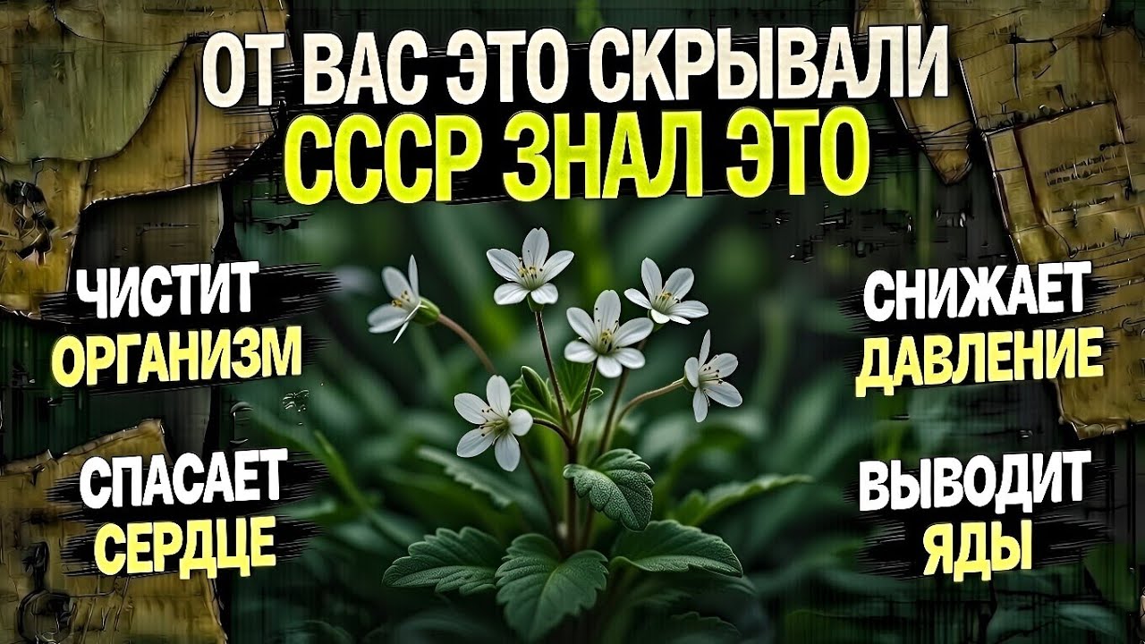 МЕДИЦИНА ПРЕДПОЧИТАЕТ МОЛЧАТЬ ПРО ЭТУ ЧУДО ТРАВУ ДЛЯ СЕРДЦА