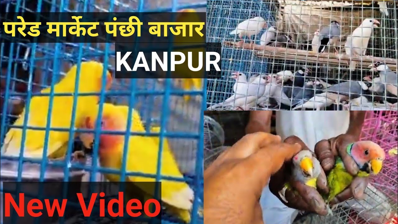 Pared Birds Market Kanpur || Parrot Market in Kanpur  #परेड चिड़िया बाजार  #cheapestbirdsmarket 2023