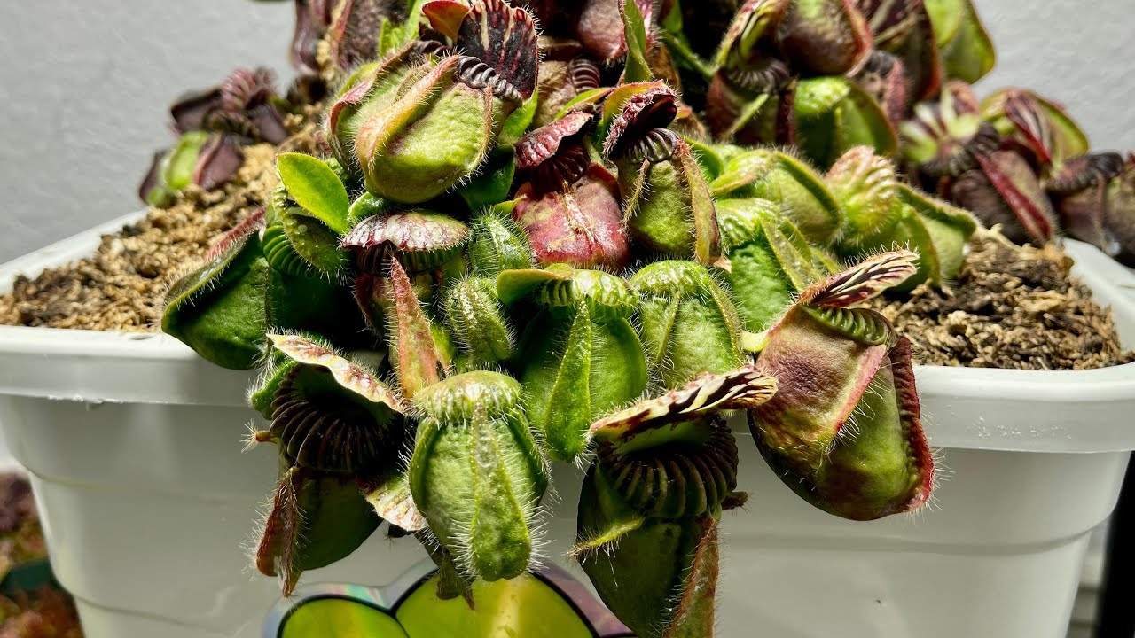 Cephalotus | Huge Clumps of Cephs