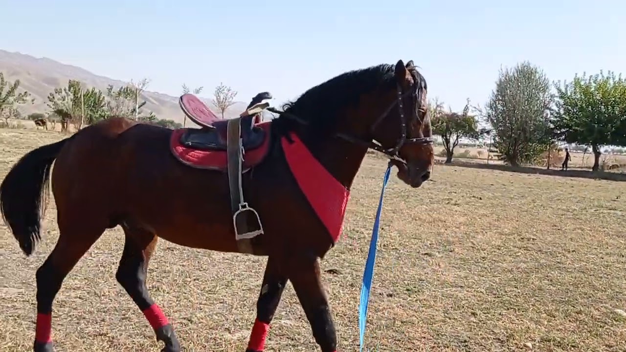 Король👑 сатылат 8000$ , +996708596150.