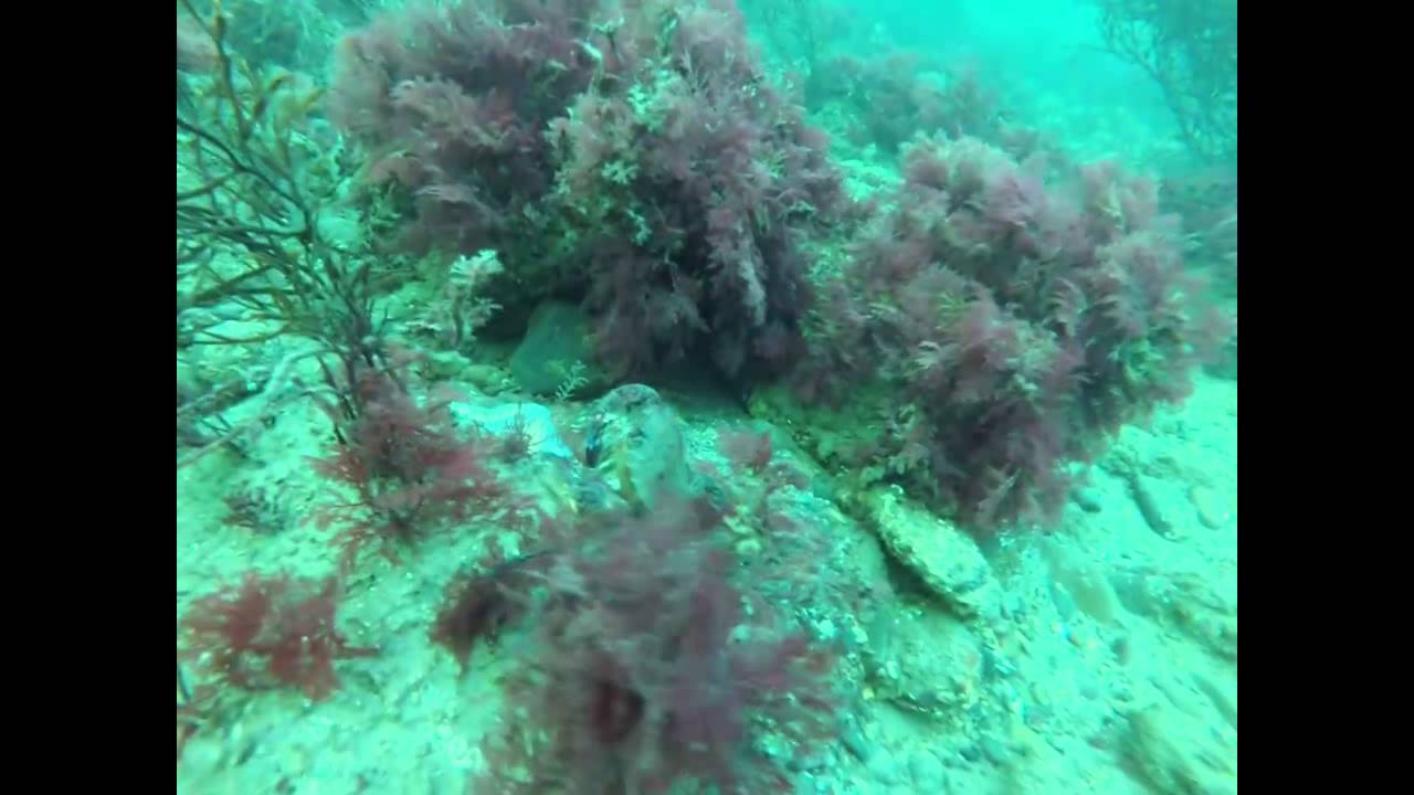 walney diving