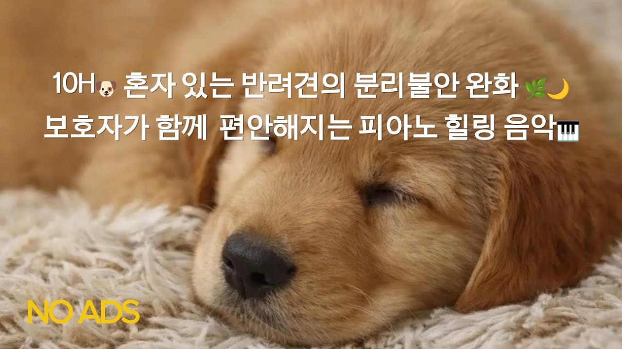 🎹10시간 깊은 잠을 위한 피아노 힐링 음악 🌙🐶 강아지 혼자 있을 때 분리불안 완화 수면 사운드🐾필요할 때 다시 찾을 수 있도록 구독해 주세요 🌙