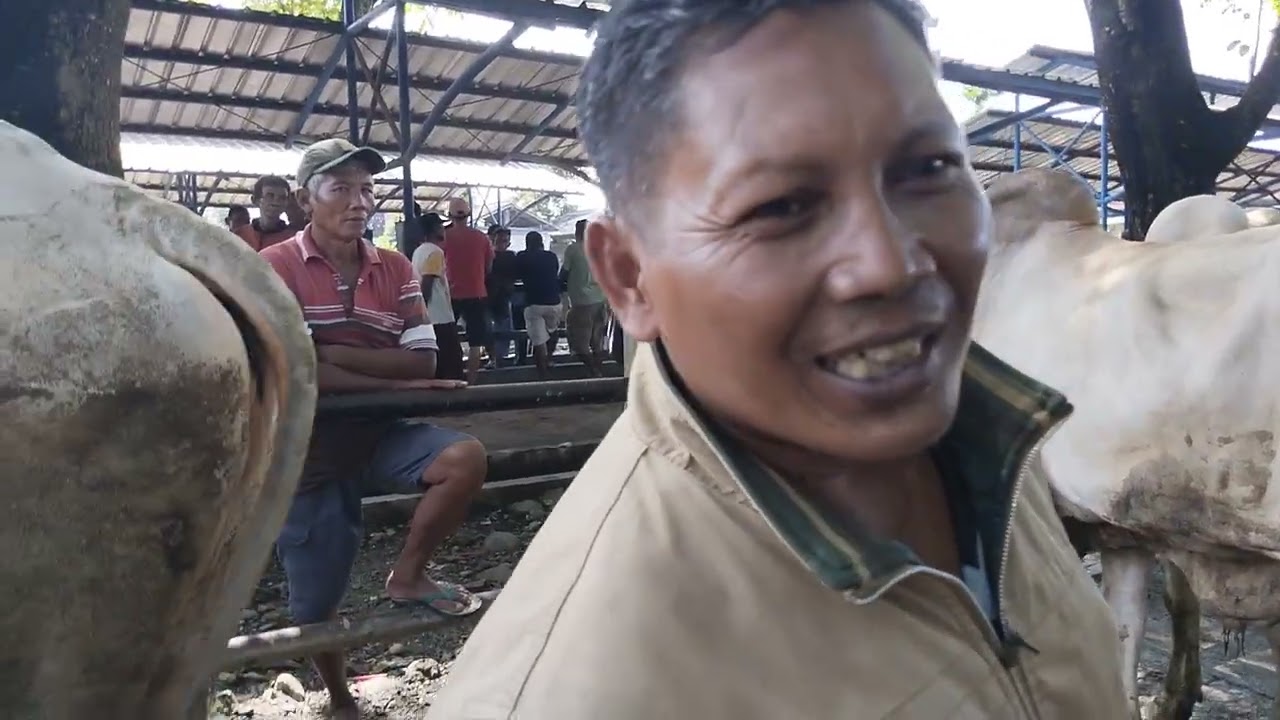 Nego Sapi Jumbo !!! Juragan sapi asal Boyolali masih nego, dil nggak ya??? 
