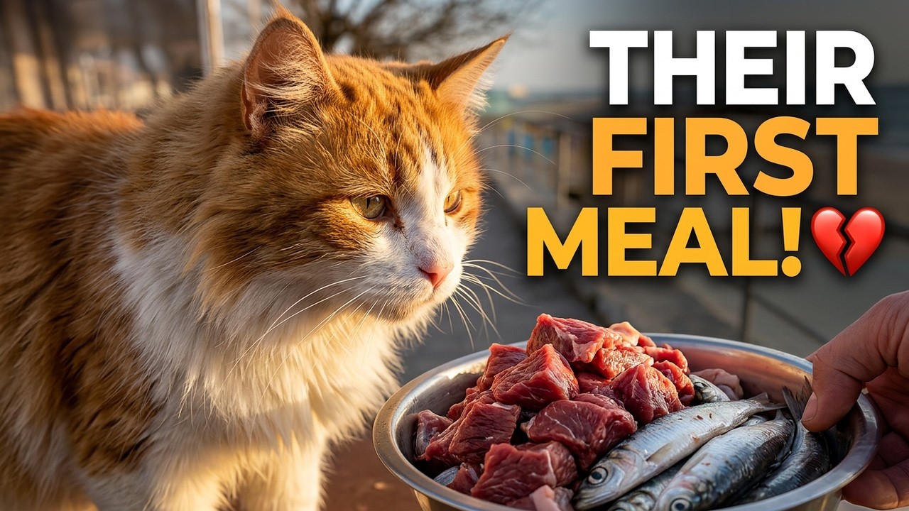 Want a HAPPY CAT?The Cutest Cat Moments: Sweetness Overload #777! 😻❤️
