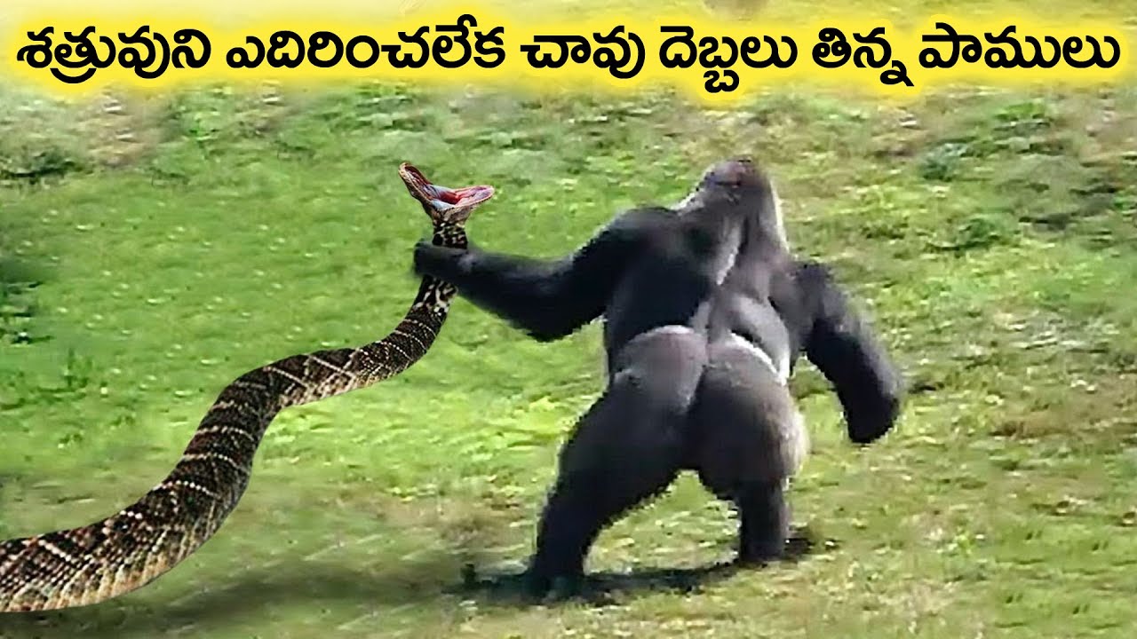 🔵 శత్రువుని ఎదిరించలేని పాములు | 14 Times Snakes Messed With The Wrong Opponent | snake video telugu