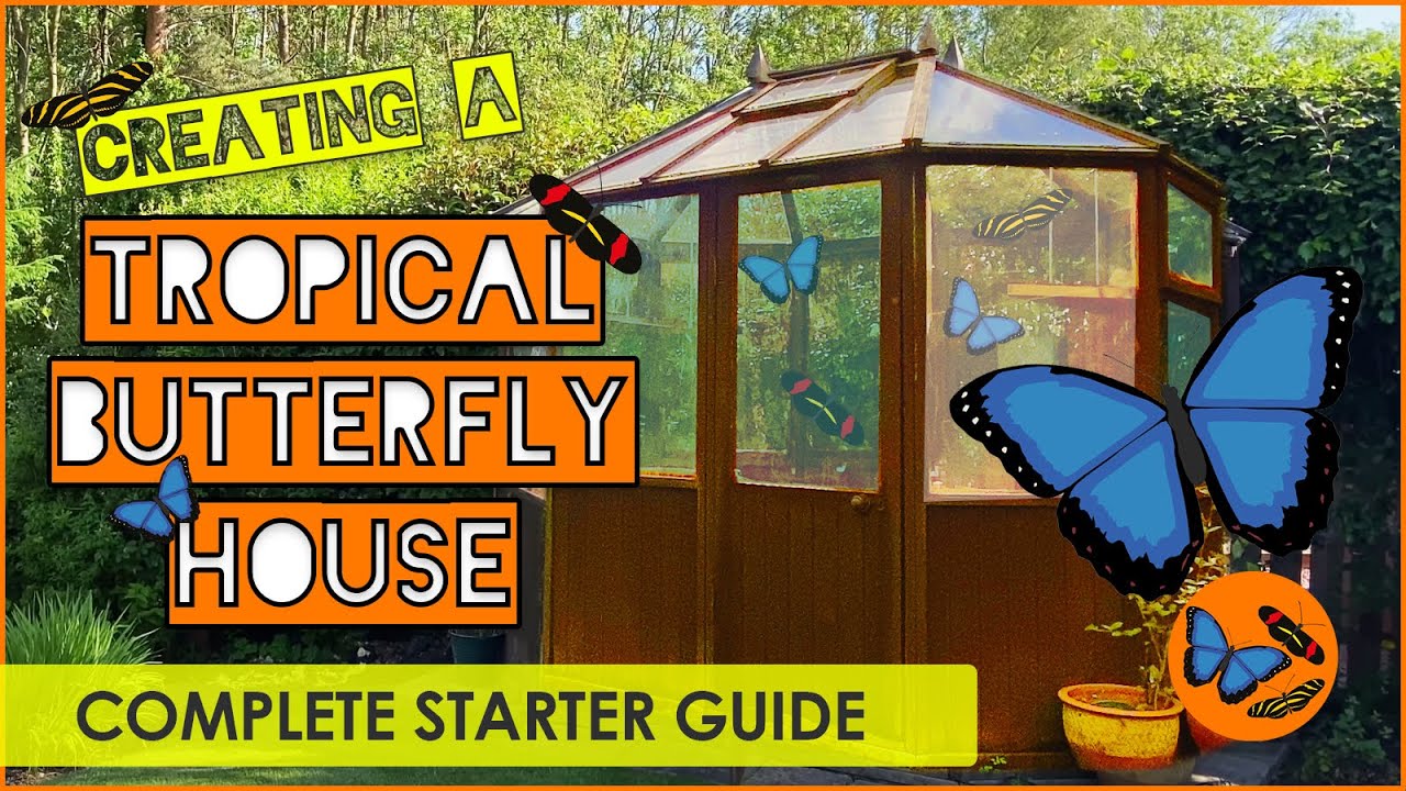 Creating a Tropical Butterfly House - The Complete Starter Guide - Tropical Butterflies UK