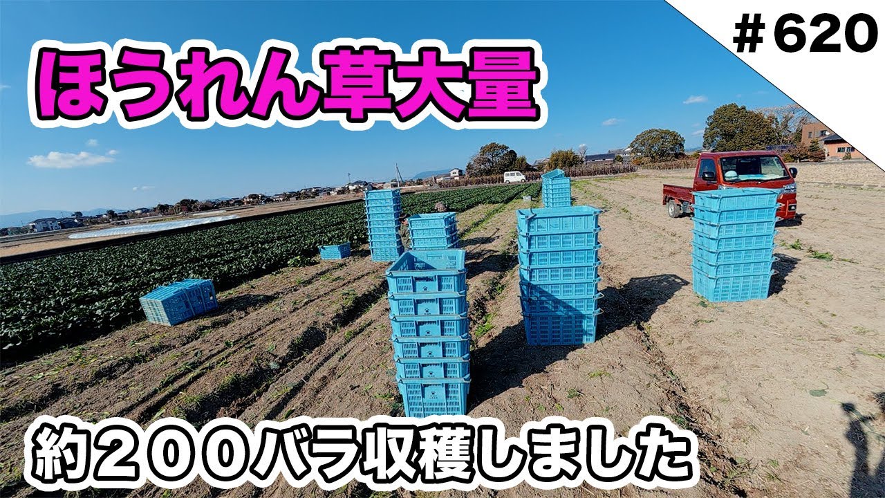 ほうれん草大量収穫　約２００バラ収穫しました！