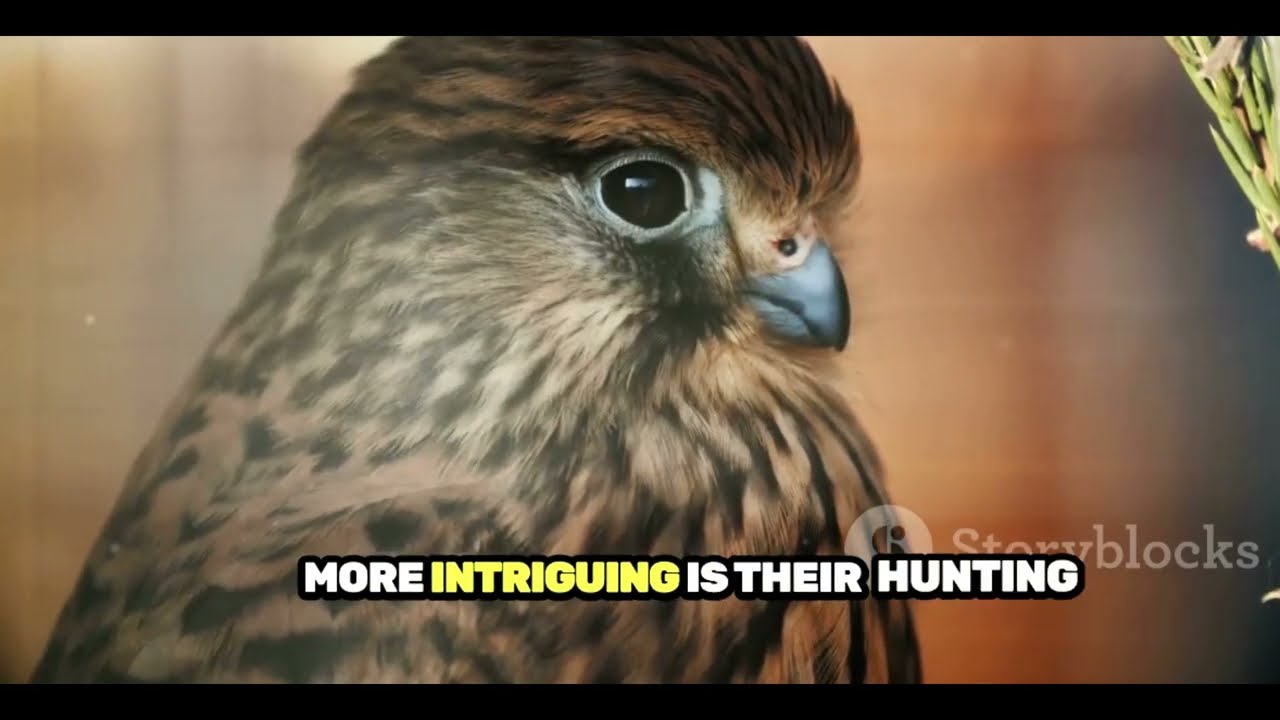 Do you know anything about hawk ? #shorts #hawk #wildlife